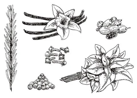 Vector ink hand drawn culinary herbs and spices set Stock Illustration