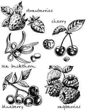 Vector ink hand drawn sketch style berries set Stock Illustration