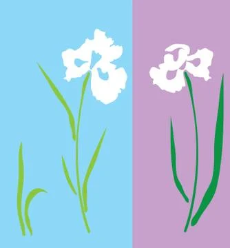 Vector iris flower Illustrazione stock