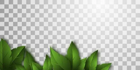 Vector isolated background with realistic green leaves. Stock Illustration