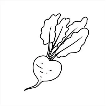 Vector isolated colorless black line beet Stock Illustration