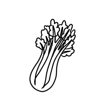 Vector isolated colorless black line celery Stock Illustration
