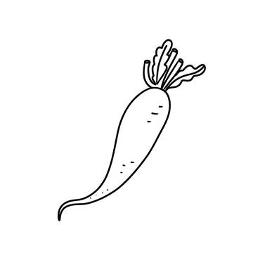 Vector isolated colorless black line daikon Stock Illustration