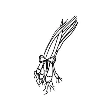 Vector isolated colorless black line leek Stock Illustration