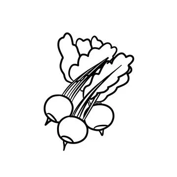 Vector isolated colorless black line radish Stock Illustration