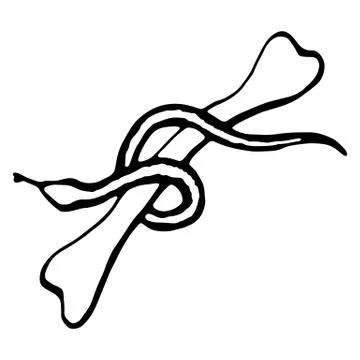 Vector isolated element, anatomy, bone with snake. Stock Illustration