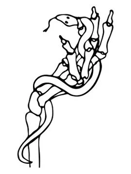 Vector isolated element, anatomy, bone with snake. Hand holding a snake. Stock Illustration