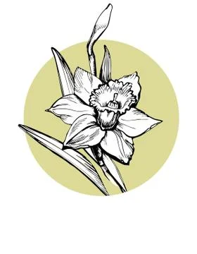Vector isolated element for design with hand drawn flower Daffodi Stock Illustration