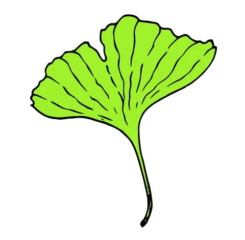 Vector isolated element of ginko biloba leaf black line with bright green color Illustrazione stock