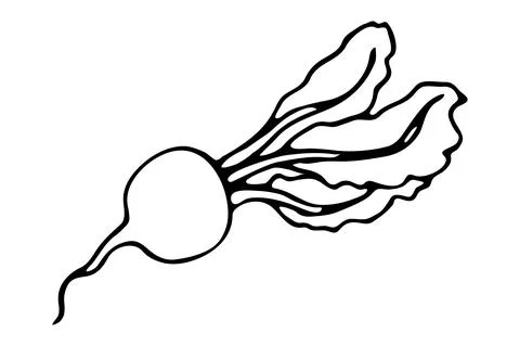 Vector isolated element. Illustration with beet. Vegetable. Hand drawn doodle Illustrazione stock