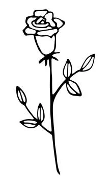 Vector isolated element. Illustration .with branch of roses. Hand drawn Stock Illustration