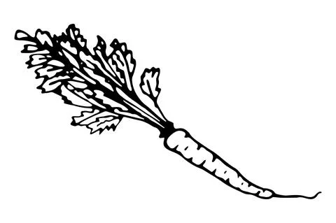 Vector isolated element. Illustration with carrot. Vegetable. Hand drawn Stock Illustration