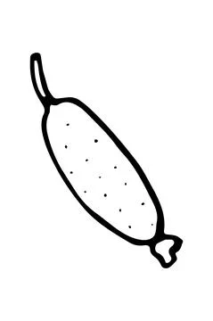 Vector isolated element. Illustration with cucumber. Vegetable. Hand drawn Stock Illustration