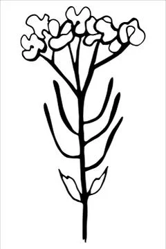 Vector isolated element. Illustration with flower, herbal Illustrazione stock