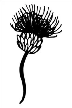 Vector isolated element. Illustration with flower, herbal Stock Illustration