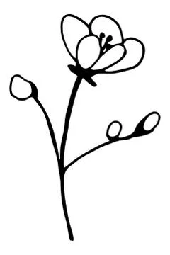 Vector isolated element. Illustration with flower, herbal Stock Illustration