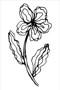 Vector isolated element. Illustration with flower, herbal Illustrazione stock