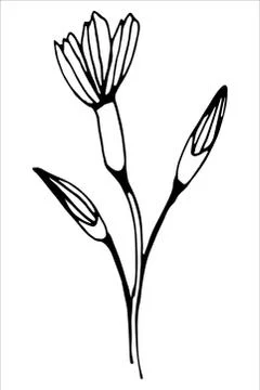 Vector isolated element. Illustration with flower, herbal Illustrazione stock