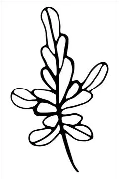 Vector isolated element. Illustration with flower, herbal Stock Illustration