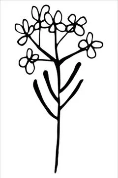 Vector isolated element. Illustration with flower, herbal Stock Illustration