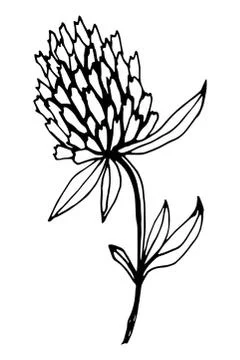 Vector isolated element. Illustration with flower, herbal Stock Illustration