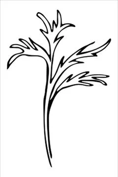 Vector isolated element. Illustration with flower, herbal Stock Illustration