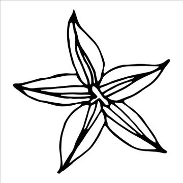 Vector isolated element. Illustration with flower, herbal Illustrazione stock