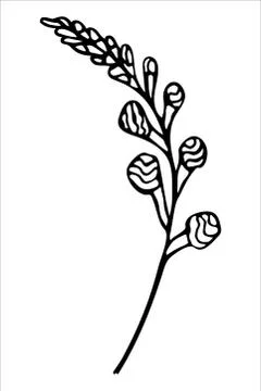 Vector isolated element. Illustration with flower, herbal Stock Illustration