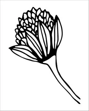 Vector isolated element. Illustration with flower, herbal Stock Illustration