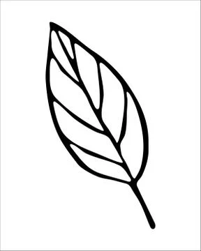 Vector isolated element. Illustration with flower, herbal Stock Illustration