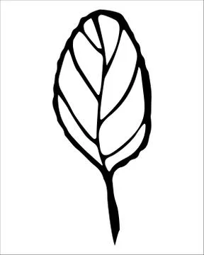 Vector isolated element. Illustration with flower, herbal Stock Illustration