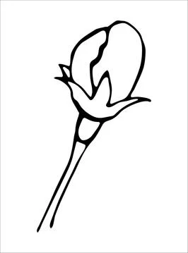 Vector isolated element. Illustration with flower, herbal Stock Illustration