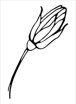 Vector isolated element. Illustration with flower, herbal Stock Illustration