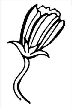 Vector isolated element. Illustration with flower, herbal Stock Illustration