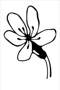 Vector isolated element. Illustration with flower, herbal Stock Illustration