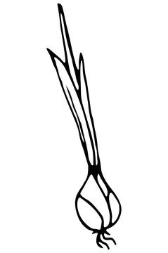 Vector isolated element. Illustration with onion. Vegetable. Hand drawn Illustrazione stock