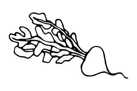 Vector isolated element. Illustration with turnip. Vegetable. Hand drawn dood Illustrazione stock