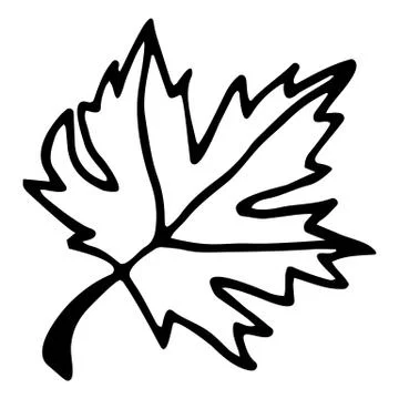 Vector isolated element, maple leaf. Hand drawn doodle. Illustrazione stock