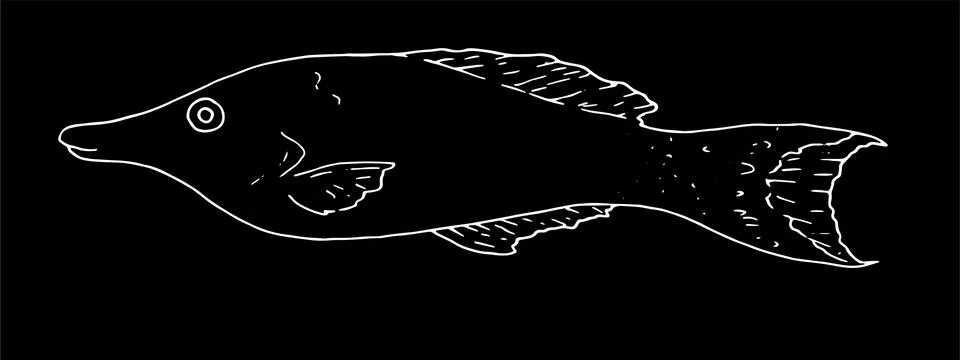 Vector isolated element of the marine tropical fish Gomphosus varius drawn by Stock Illustration