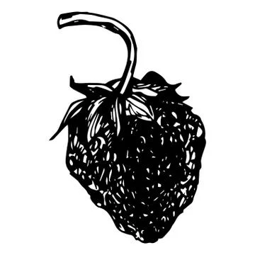 Vector isolated element, strawberry. Hand drawn doodle. Stock Illustration