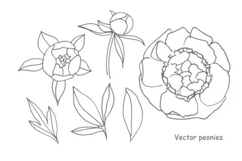 Vector Isolated floral elements set. Peony flowers, buds, leaves. Natural Stock Illustration