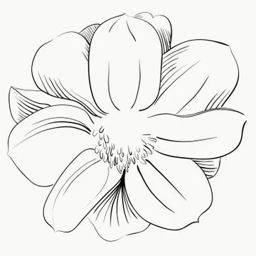 Vector isolated flower.realistic flower for party design Stock Illustration