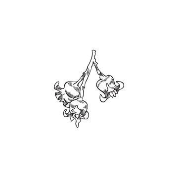 Vector isolated illustration of bunch of blackcurrant flowers, pollen, hand Stock Illustration
