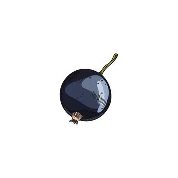 Vector isolated illustration of hand drawn colored sketch of black currant, One Illustrazione stock