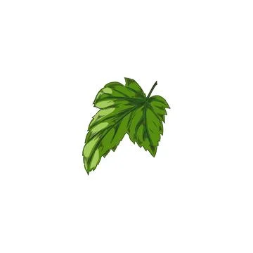 Vector isolated illustration of hand drawn colored sketch of single blackcurrant Stock Illustration
