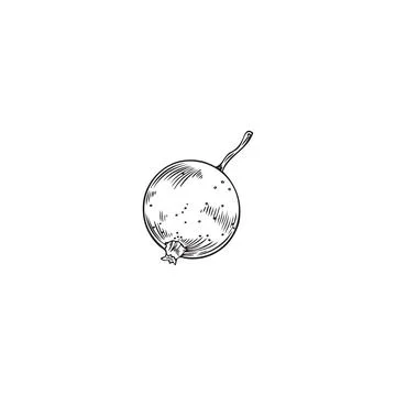 Vector isolated illustration of one blackcurrant berry, hand drawn garden Stock Illustration