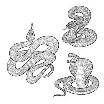 Vector isolated illustrations set aggressive venomous snakes ready to pounce Stock Illustration