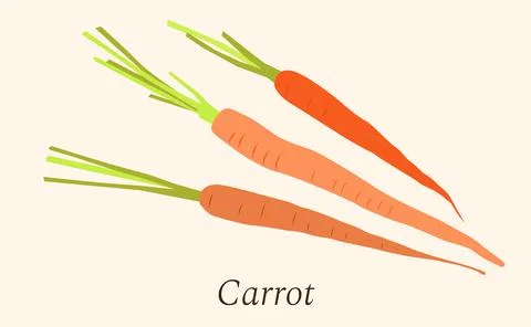 Vector isolated image of orange fresh carrots on white background in flat sty Stock Illustration