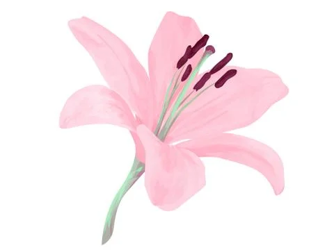 Vector isolated lily flower. Object with transparent. EPS 10. Illustrazione stock