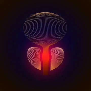 Vector isolated prostate with pain center. 3D human organ . Medicine concept  스톡 일러스트